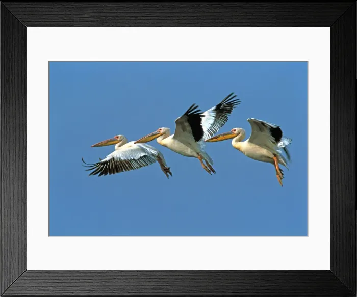 Framed Print : White Pelican - three in flight Framed Print : White Pelican - three in flight