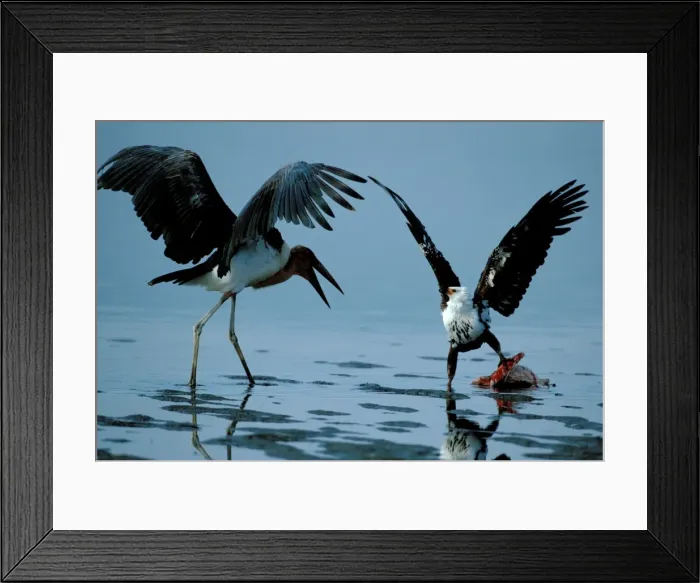 Framed Print : Marabou Stork & Eagle fighting over fish Framed Print : Marabou Stork & Eagle fighting over fish