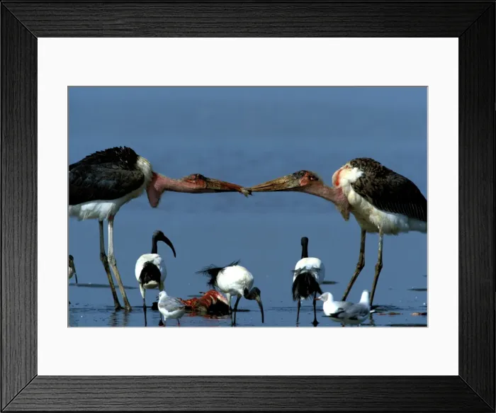 Framed Print : Marabou Storks - two fighting over prey Framed Print : Marabou Storks - two fighting over prey