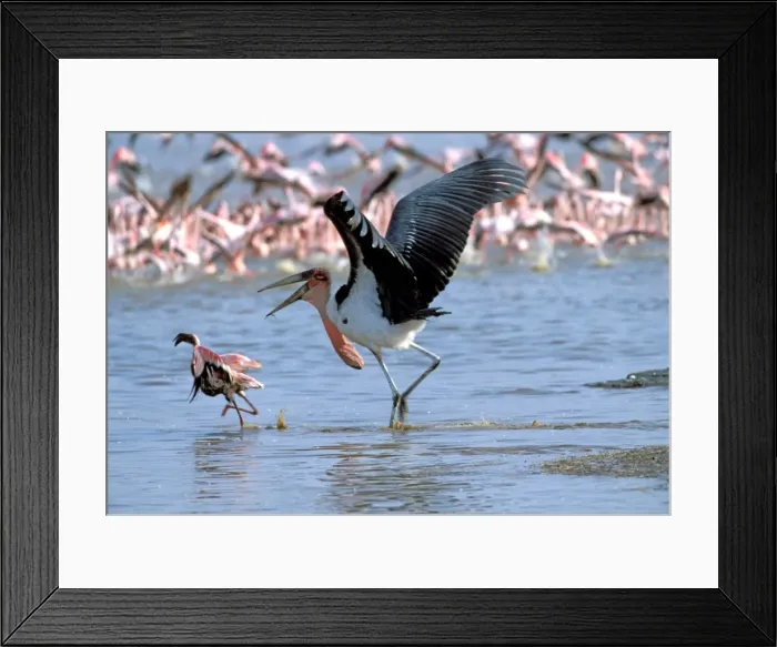 Framed Print : Marabou Stork - attacking flamingo (Phoenicopterus minor). Lake Bogaria - Kenya - Africa Framed Print : Marabou Stork - attacking flamingo (Phoenicopterus minor). Lake Bogaria - Kenya - Africa