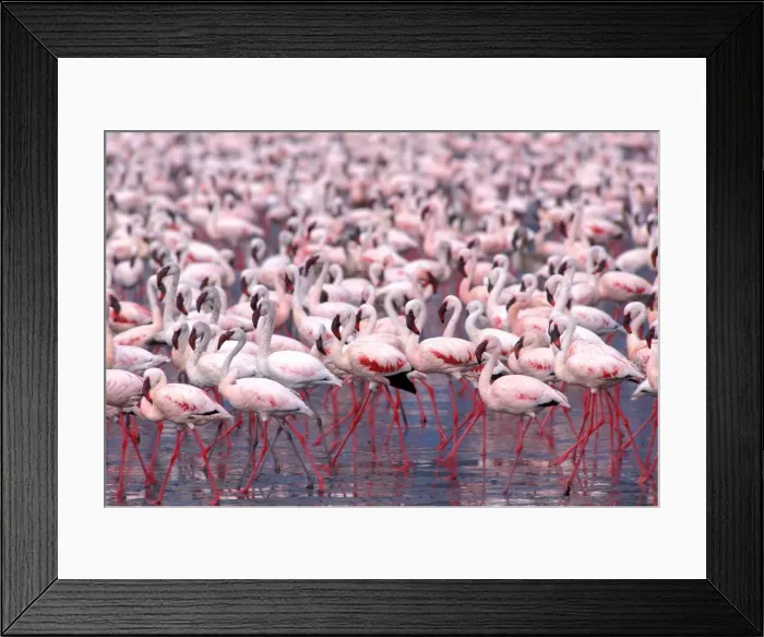 Framed Print : Lesser Flamingo - Lake Naivasha - Kenya - Africa Framed Print : Lesser Flamingo - Lake Naivasha - Kenya - Africa