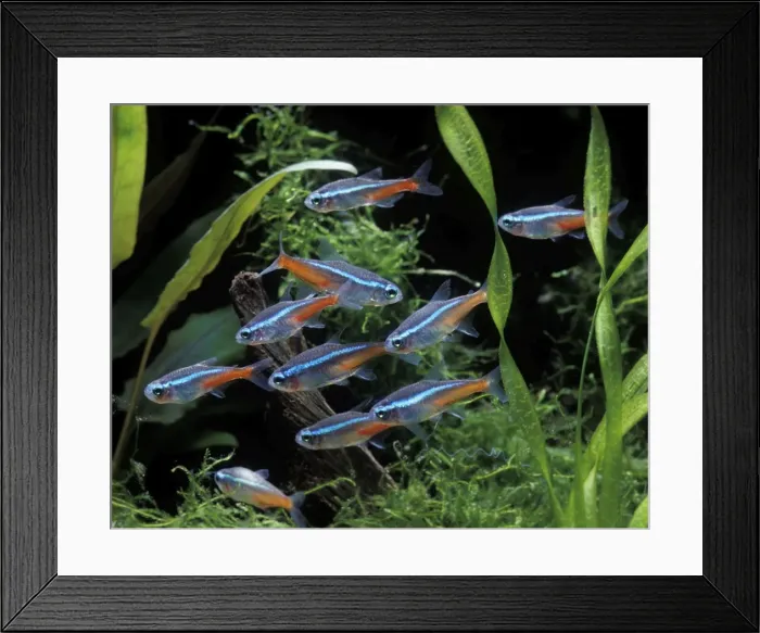 Framed Print : Fish - Neon Tetra - in Aquarium Framed Print : Fish - Neon Tetra - in Aquarium