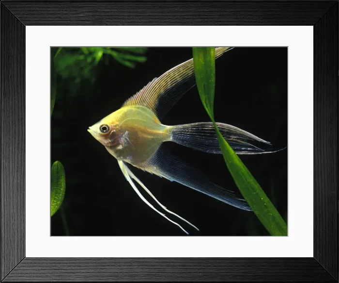 Framed Print : Angel Fish Framed Print : Angel Fish