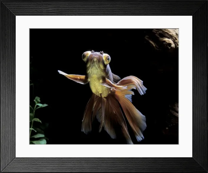 Framed Print : Goldfish - Veil-tail calico with telescope eyes Framed Print : Goldfish - Veil-tail calico with telescope eyes