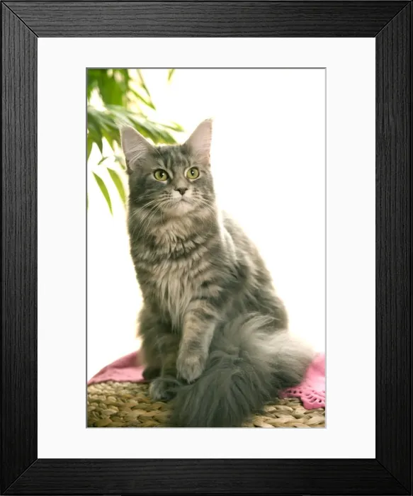 Framed Print : Cat - Main Coon cat Framed Print : Cat - Main Coon cat