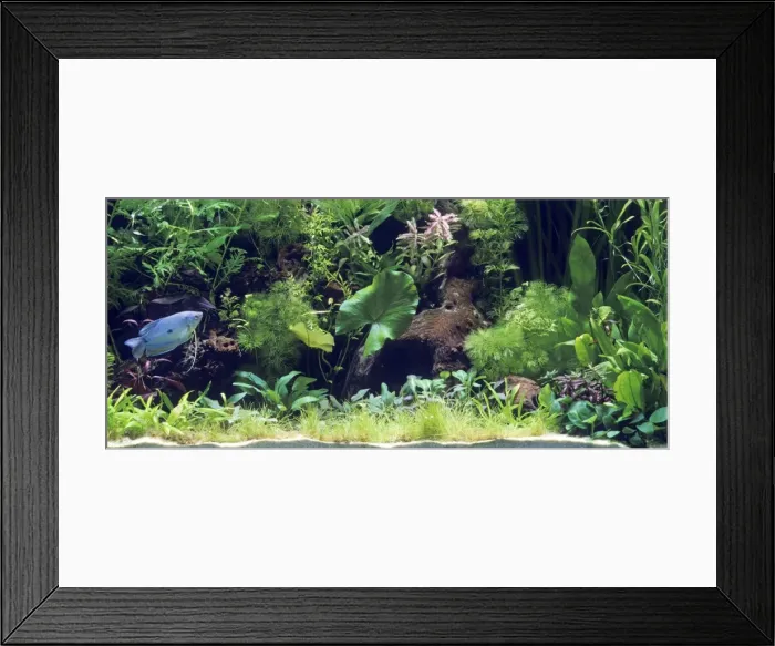 Framed Print : Aquarium - with Blue Gourami Framed Print : Aquarium - with Blue Gourami
