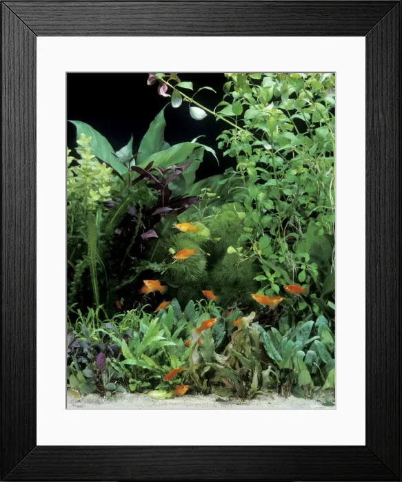 Framed Print : Aquarium - with Red Platy Framed Print : Aquarium - with Red Platy