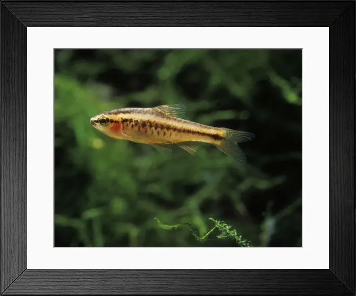 Framed Print : Aquarium Fish - Cherry Barb Framed Print : Aquarium Fish - Cherry Barb
