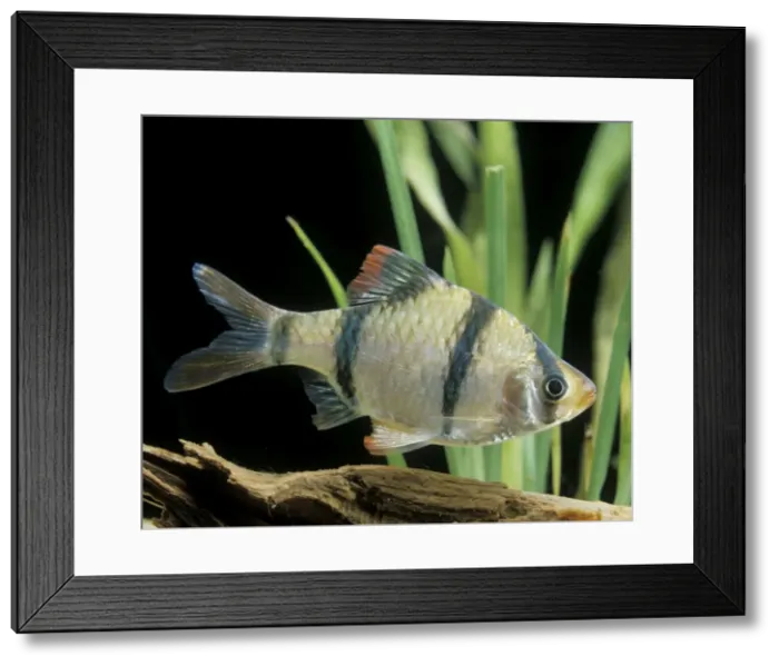 Framed Print : Aquarium Fish - Sumatra / Tiger Barb Framed Print : Aquarium Fish - Sumatra / Tiger Barb