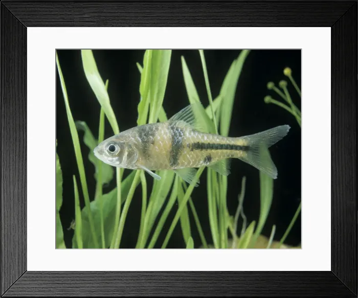 Framed Print : Aquarium Fish - Spanner Barb Framed Print : Aquarium Fish - Spanner Barb