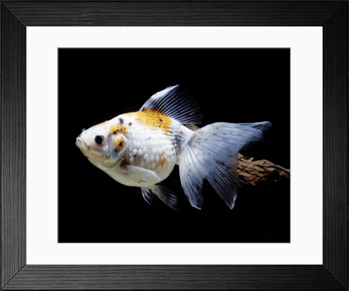 Framed Print : Aquarium - Goldfish Framed Print : Aquarium - Goldfish
