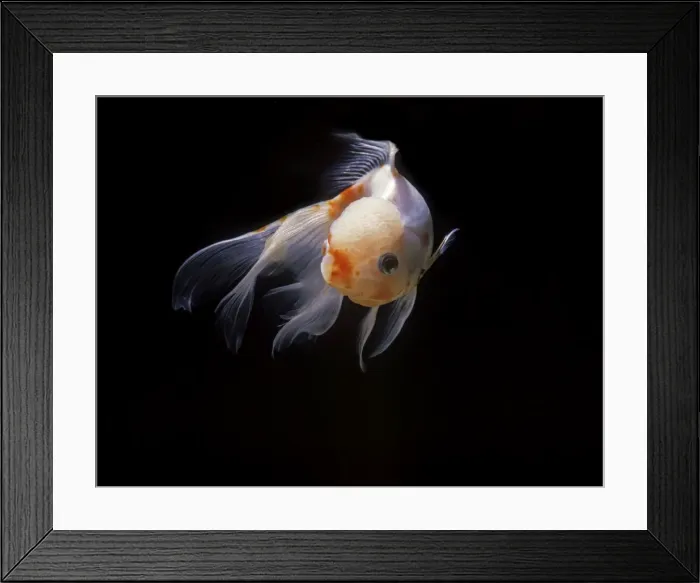 Framed Print : Aquarium Fish - Lionhead Goldfish Framed Print : Aquarium Fish - Lionhead Goldfish