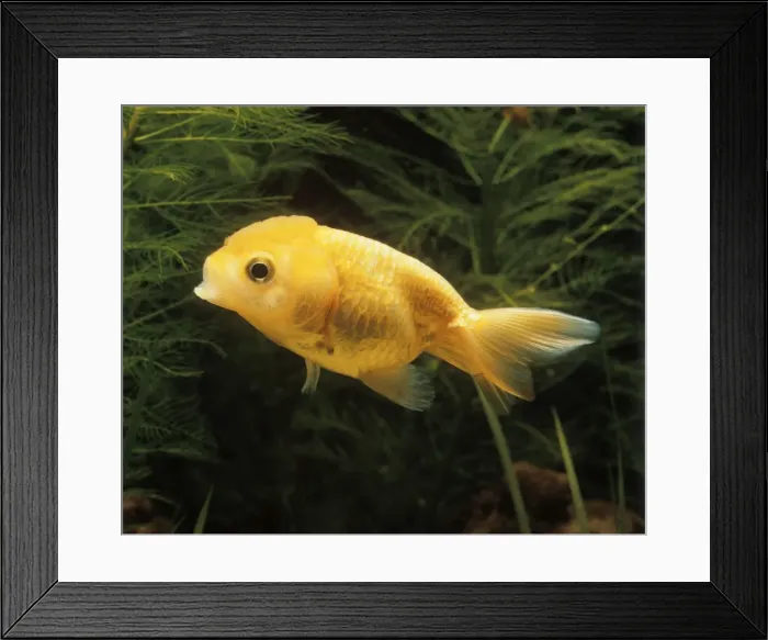 Framed Print : Aquarium Fish - young Lionhead Goldfish Framed Print : Aquarium Fish - young Lionhead Goldfish