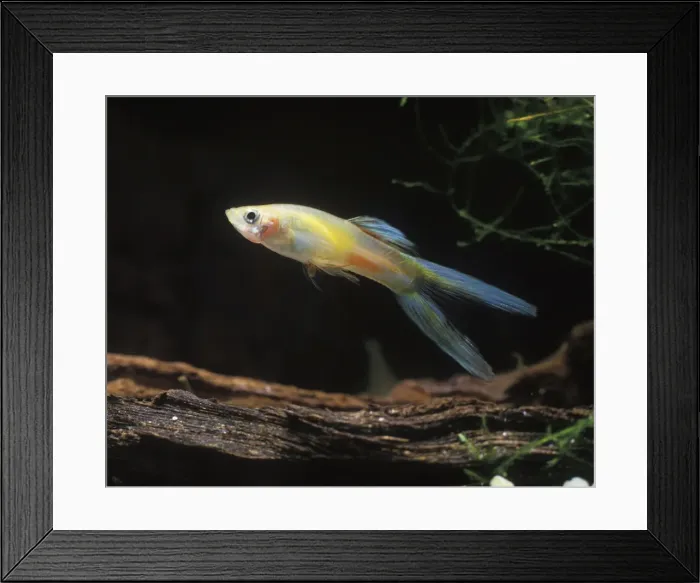 Framed Print : Aquarium Fish - young male Guppy Framed Print : Aquarium Fish - young male Guppy