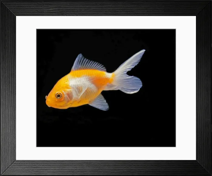 Framed Print : Aquarium Fish - Goldfish Framed Print : Aquarium Fish - Goldfish