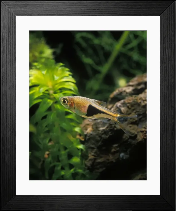 Framed Print : Aquarium Fish - Harlequin Rasbora Framed Print : Aquarium Fish - Harlequin Rasbora