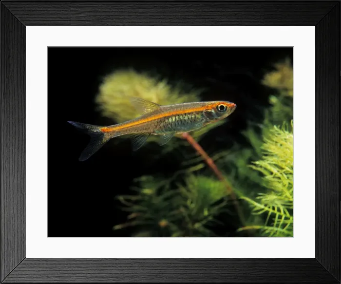 Framed Print : Aquarium Fish - Red-line Rasbora Framed Print : Aquarium Fish - Red-line Rasbora