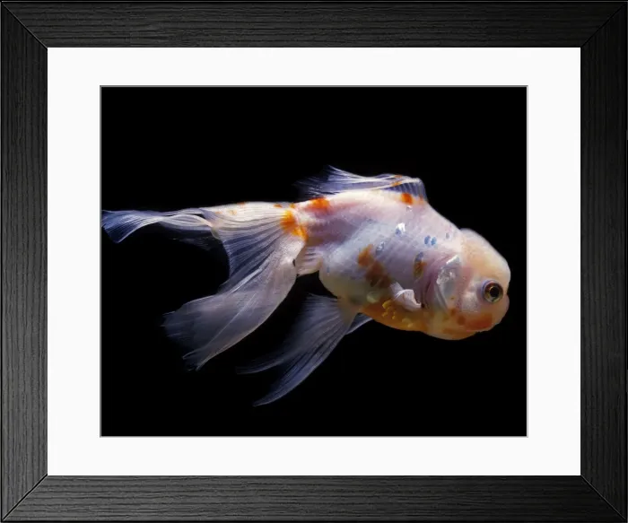 Framed Print : Aquarium Fish - Lionhead Goldfish