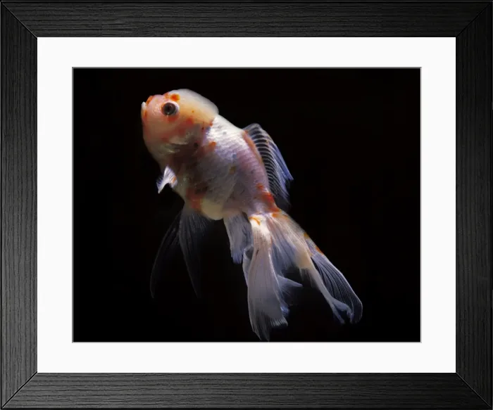 Framed Print : Aquarium Fish - Lionhead Goldfish Framed Print : Aquarium Fish - Lionhead Goldfish