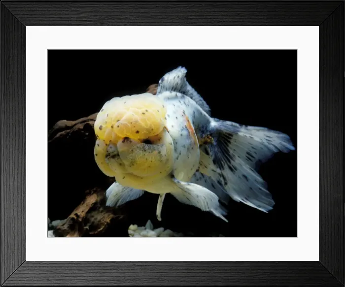 Framed Print : Aquarium Fish - Lionhead Goldfish Framed Print : Aquarium Fish - Lionhead Goldfish