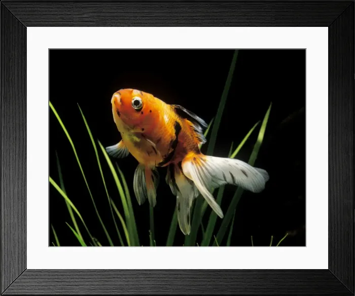 Framed Print : Aquarium Fish - Fantail Goldfish Framed Print : Aquarium Fish - Fantail Goldfish