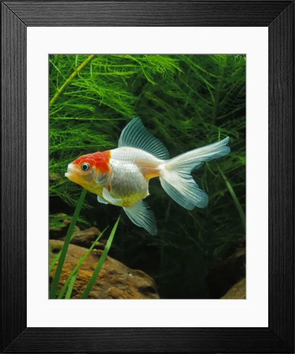 Framed Print : Aquarium Fish - young Lionhead Goldfish