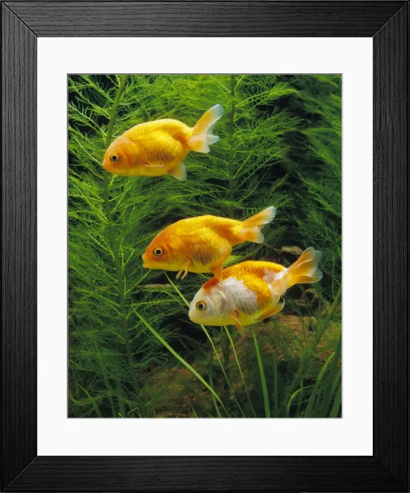 Framed Print : Aquarium Fish - young Lionhead Goldfish Framed Print : Aquarium Fish - young Lionhead Goldfish