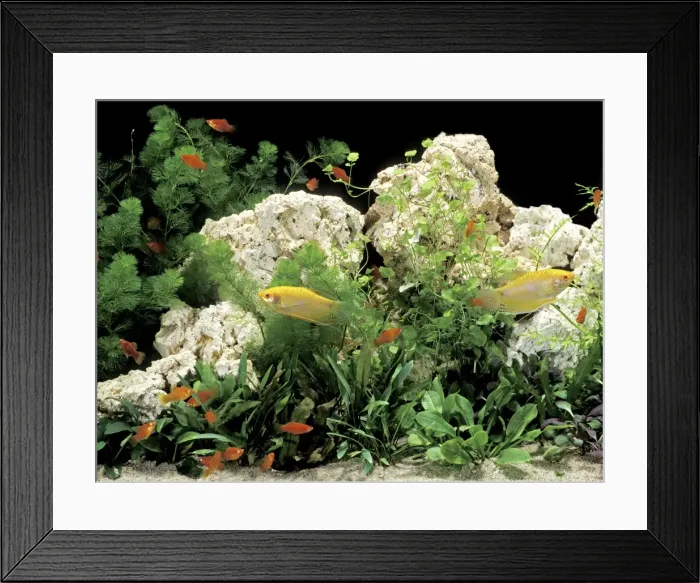 Framed Print : Aquarium Fish - Three-spot / Blue Gourami (Trichogaster trichopterus) and Southern / Red Tuxedo Platy (Xiphophorus maculatus) Framed Print : Aquarium Fish - Three-spot / Blue Gourami (Trichogaster trichopterus) and Southern / Red Tuxedo Platy (Xiphophorus maculatus)