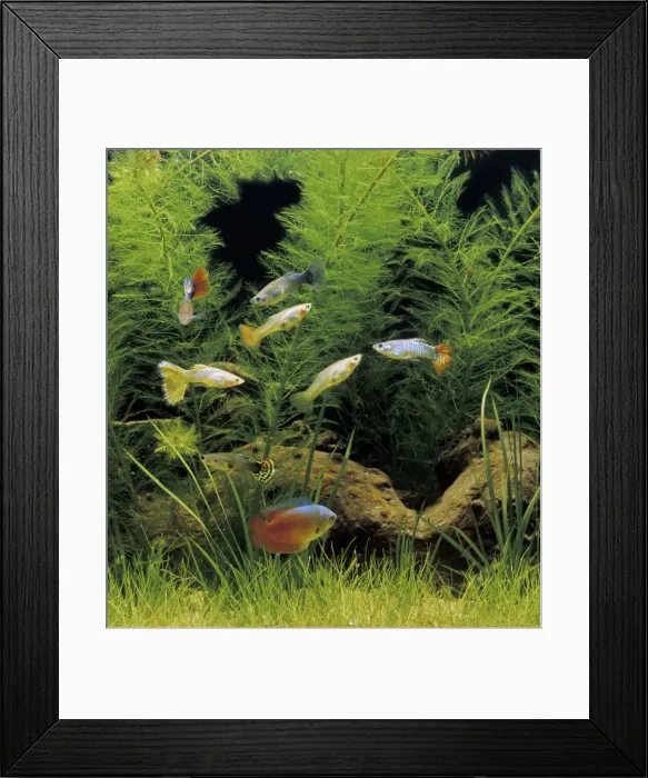 Framed Print : Aquarium Fish - Dwarf Gourami and Guppy Framed Print : Aquarium Fish - Dwarf Gourami and Guppy