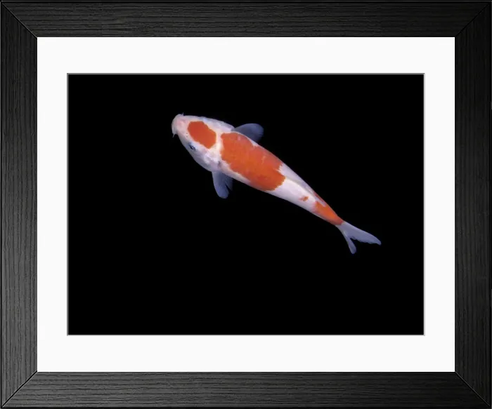 Framed Print : Fish - Koi Carp Framed Print : Fish - Koi Carp