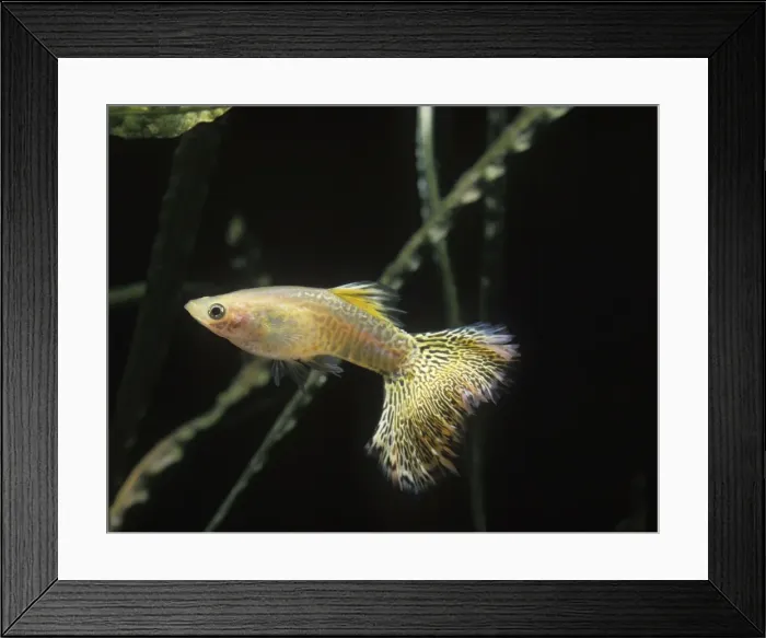 Framed Print : Aquarium Fish - Guppy - male Framed Print : Aquarium Fish - Guppy - male