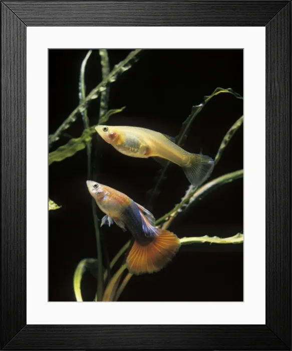 Framed Print : Guppy - male and female Framed Print : Guppy - male and female