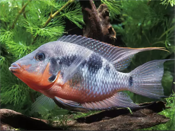 Aquarium Fish - Firemouth Cichlid