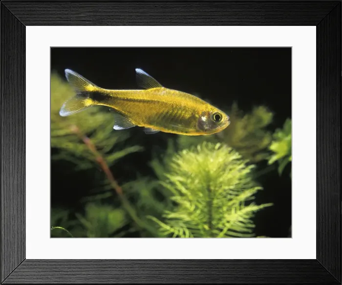Framed Print : Aquarium Fish - Silver-tipped Tetra Framed Print : Aquarium Fish - Silver-tipped Tetra
