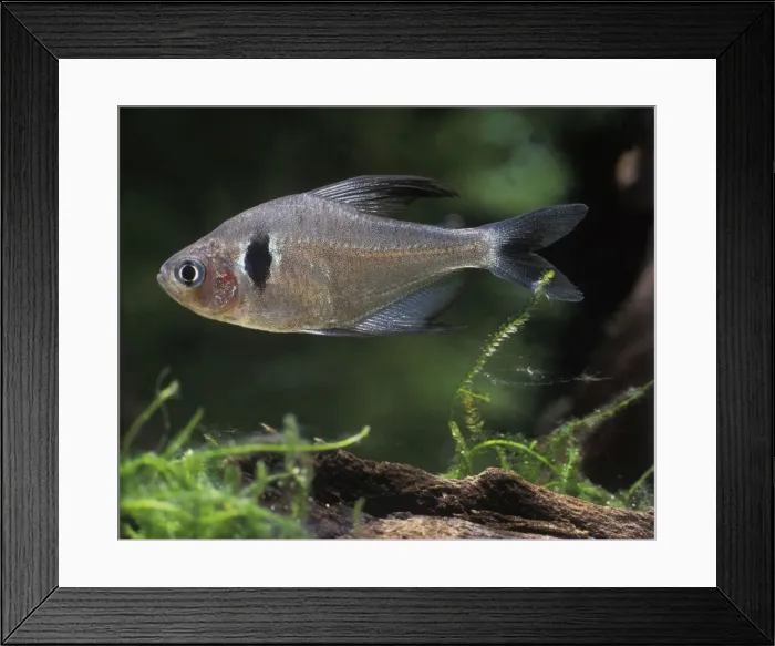 Framed Print : Aquarium Fish - Black Phantom Tetra Framed Print : Aquarium Fish - Black Phantom Tetra