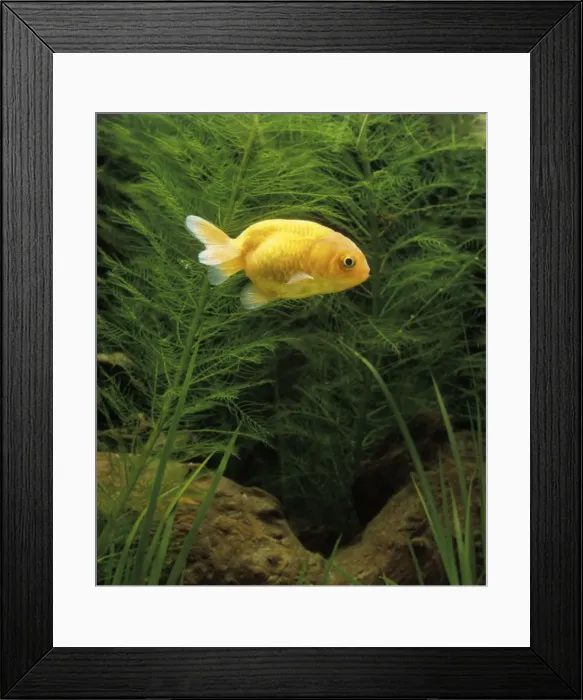 Framed Print : Aquarium Fish - Lionhead Goldfish - young Framed Print : Aquarium Fish - Lionhead Goldfish - young