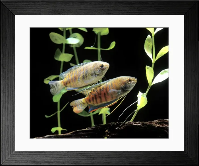 Framed Print : Aquarium Fish - Dwarf Gourami Framed Print : Aquarium Fish - Dwarf Gourami