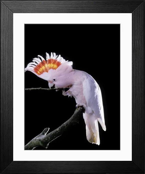 Framed Print : Major Mitchell's Cockatoo Framed Print : Major Mitchell's Cockatoo