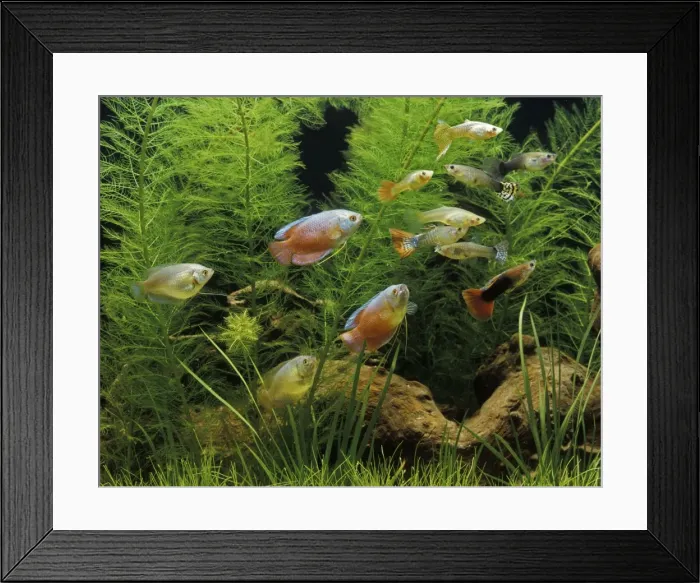 Framed Print : Aquarium Fish - Dwarf Gourami and Guppy