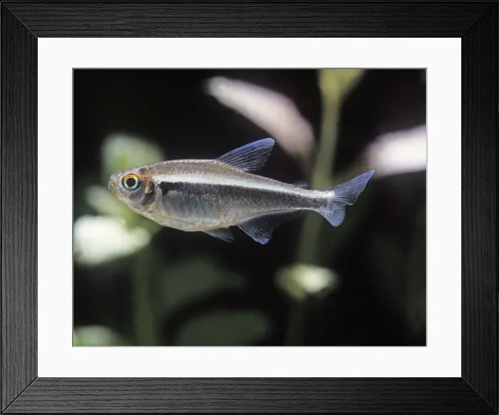 Framed Print : Aquarium Fish - Black Neon Tetra Framed Print : Aquarium Fish - Black Neon Tetra