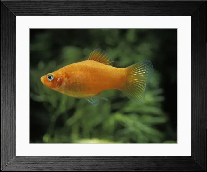Framed Print : Aquarium Fish - Variegated / Variable Platy Framed Print : Aquarium Fish - Variegated / Variable Platy