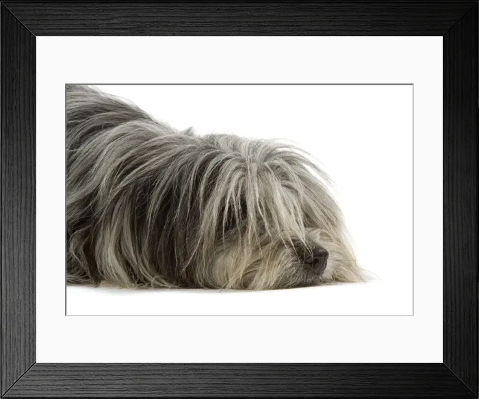 Framed Print : Pyrenean Sheepdog - lying down Framed Print : Pyrenean Sheepdog - lying down