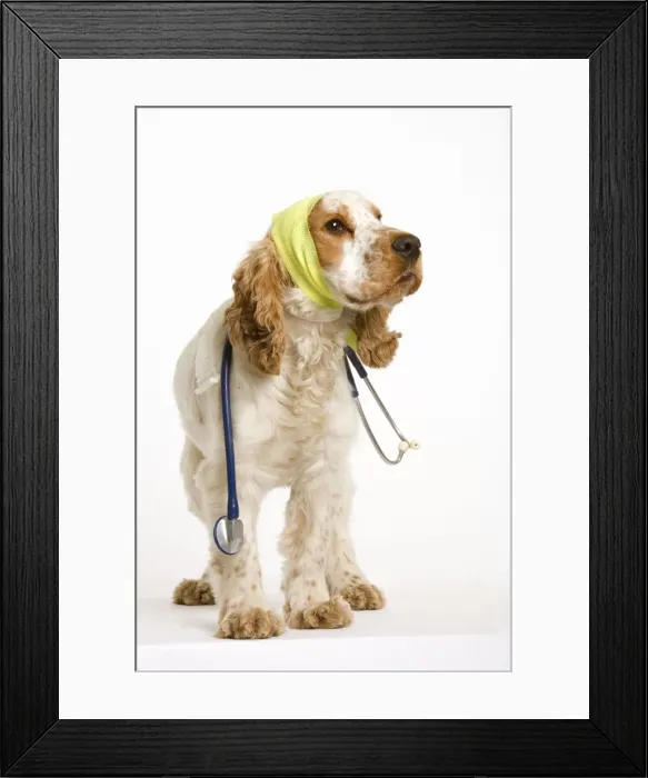 Framed Print : Dog - American Cocker Spaniel wearing bandages with stethoscope around neck Framed Print : Dog - American Cocker Spaniel wearing bandages with stethoscope around neck