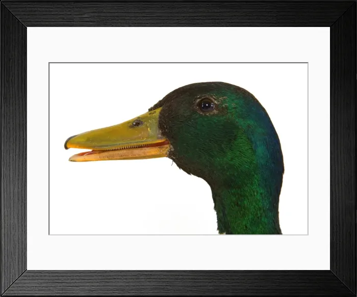 Framed Print : Mallard - Drake, close-up of head Framed Print : Mallard - Drake, close-up of head