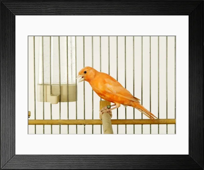 Framed Print : Canary - in cage Framed Print : Canary - in cage