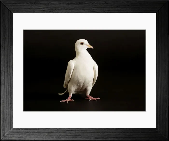 Framed Print : Feral / Urban / Town / Rock PIGEONS / Rock Dove - close-up Framed Print : Feral / Urban / Town / Rock PIGEONS / Rock Dove - close-up