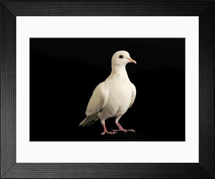 Framed Print : Feral / Urban / Town / Rock PIGEONS / Rock Dove Framed Print : Feral / Urban / Town / Rock PIGEONS / Rock Dove