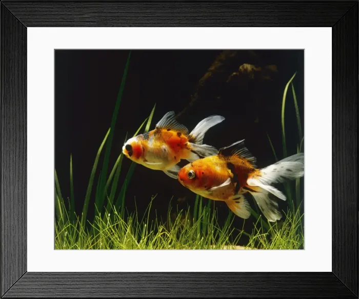 Framed Print : Lionhead Fish Framed Print : Lionhead Fish