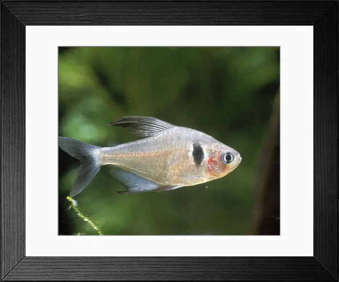 Framed Print : Black Phantom Tetra Framed Print : Black Phantom Tetra