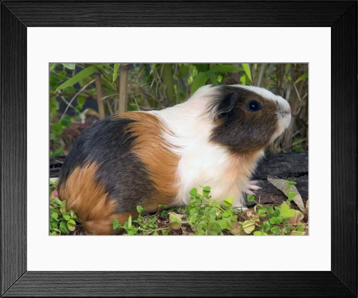 Framed Print : Guinea Pig Framed Print : Guinea Pig